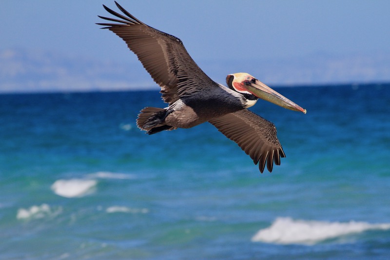 Birds of Baja – By Charley & Jaxon