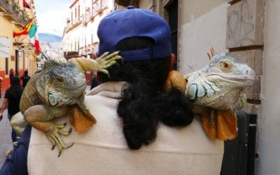 Guanajuato has Iguanas and a snake! – by Jaxon